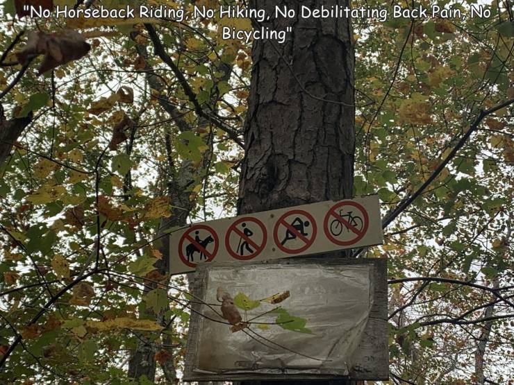 funny photos - tree - "No Horseback Riding, No Hiking, No Debilitating Back Pain, No Bicycling"