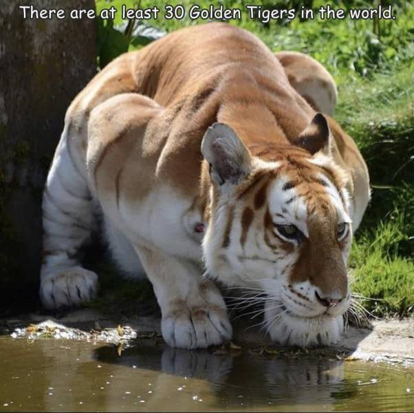 funny photos - golden tiger - There are at least 30 Golden Tigers in the world.
