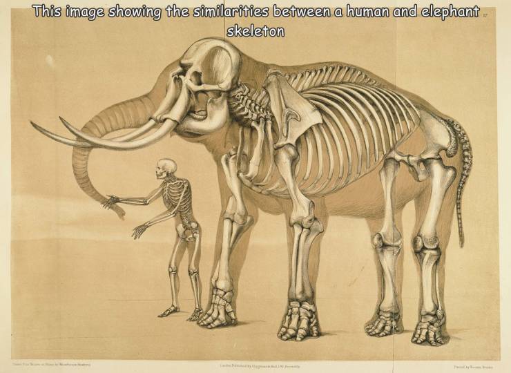 funny photos - elephants skeleton - This image showing the similarities between a human and elephant skeleton Be