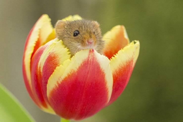 funny photos - harvest mice in flowers