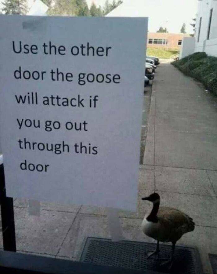 funny photos - goose memes - Use the other door the goose will attack if you go out through this door