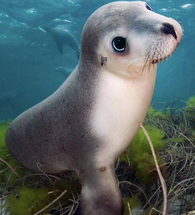 funny photos - australian sea lion