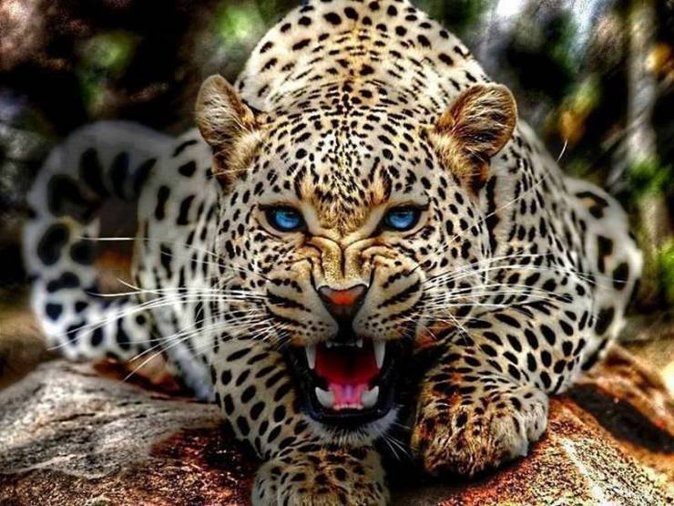 funny photos - wild leopard