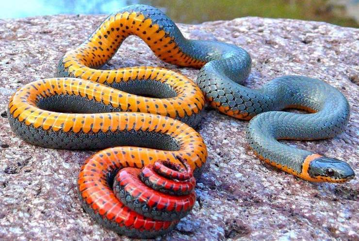 funny photos - regal ringneck snake -