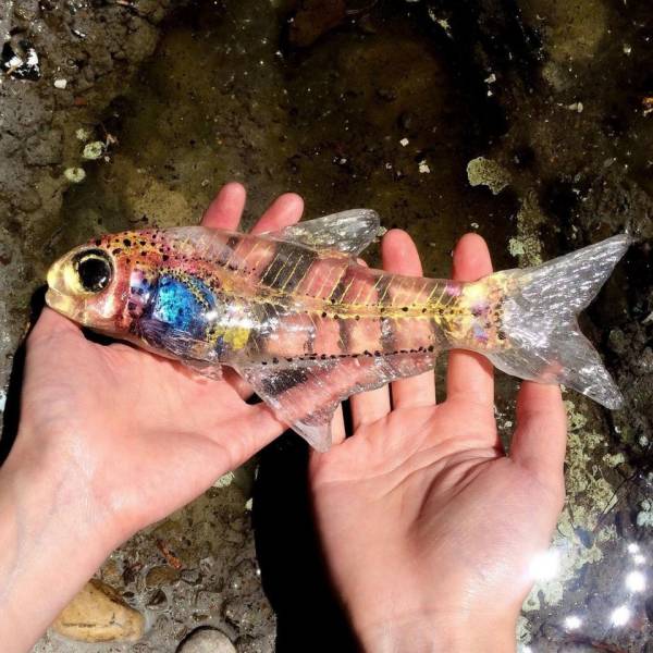 funny photos - transparent fish