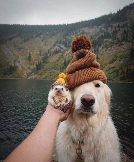 funny photos - golden retriever wearing beanie