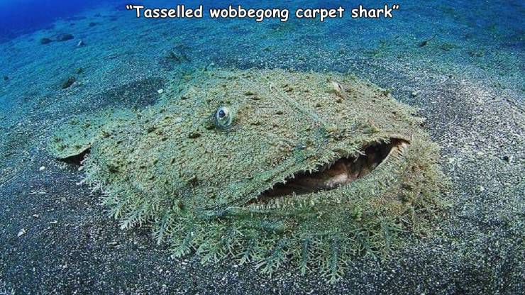 cool photos - fun pics - tasselled wobbegong shark - "Tasselled wobbegong carpet shark"