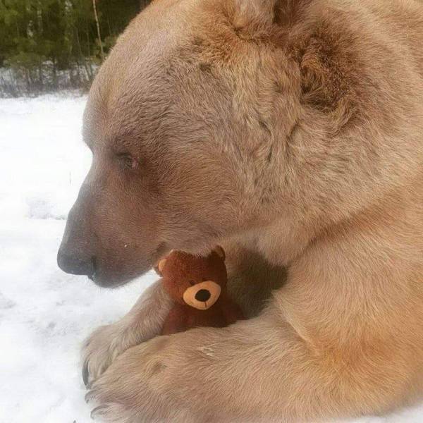 cool photos - fun pics - bear holding teddy bear