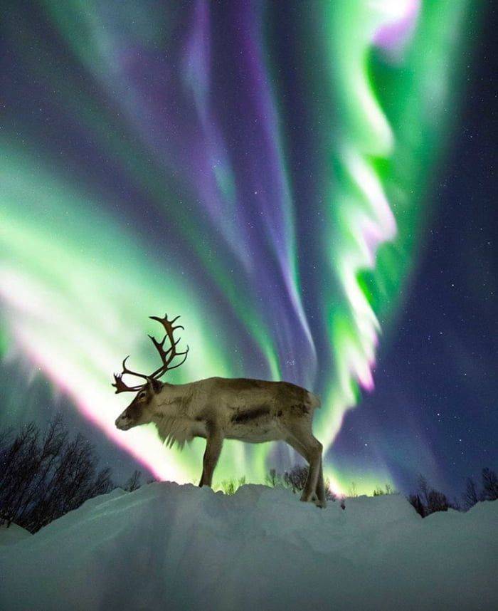 cool photos - fun pics - aurora borealis observatory - R