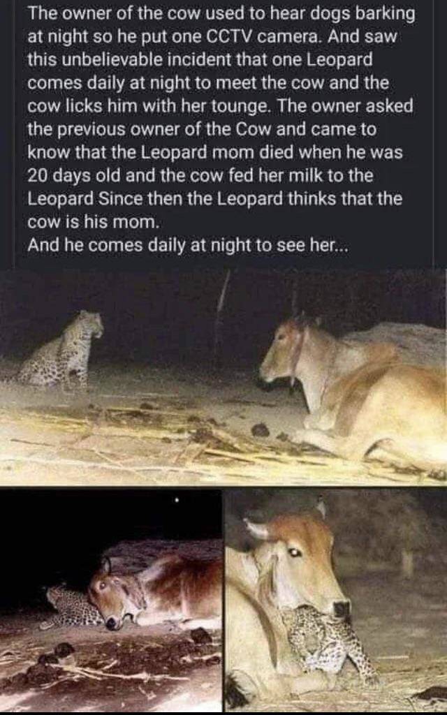 cruel nature - The owner of the cow used to hear dogs barking at night so he put one Cctv camera. And saw this unbelievable incident that one Leopard comes daily at night to meet the cow and the cow licks him with her tounge. The owner asked the previous 