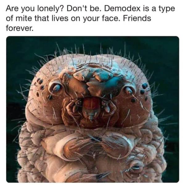 fun randoms - you lonely demodex - Are you lonely? Don't be. Demodex is a type of mite that lives on your face. Friends forever.