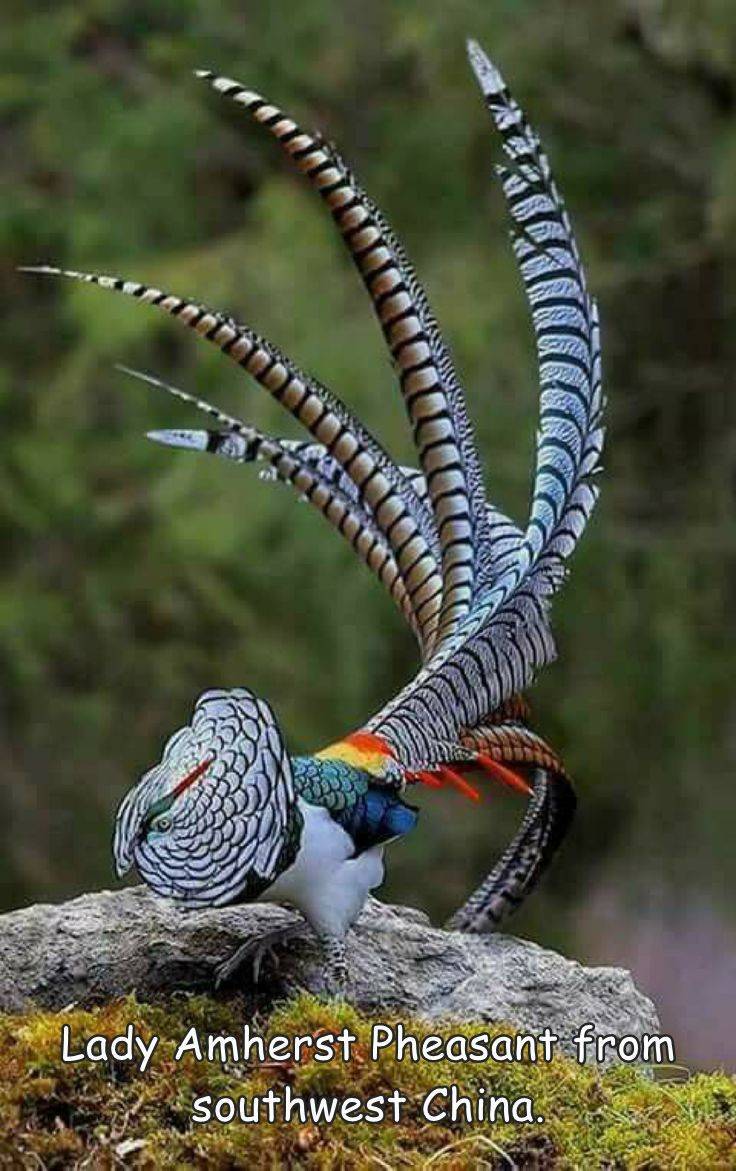fun randoms - lady amherst pheasant - Lady Amherst Pheasant from southwest China,
