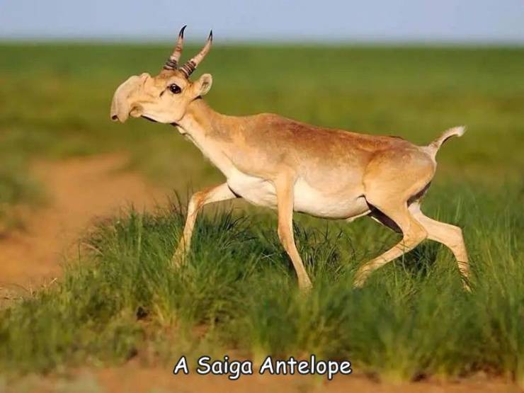 fantastic photos - saiga antelope