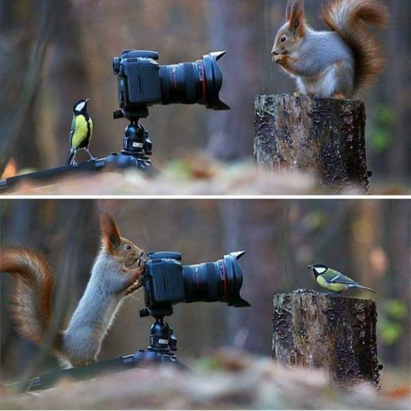 fantastic photos - bird photography funny