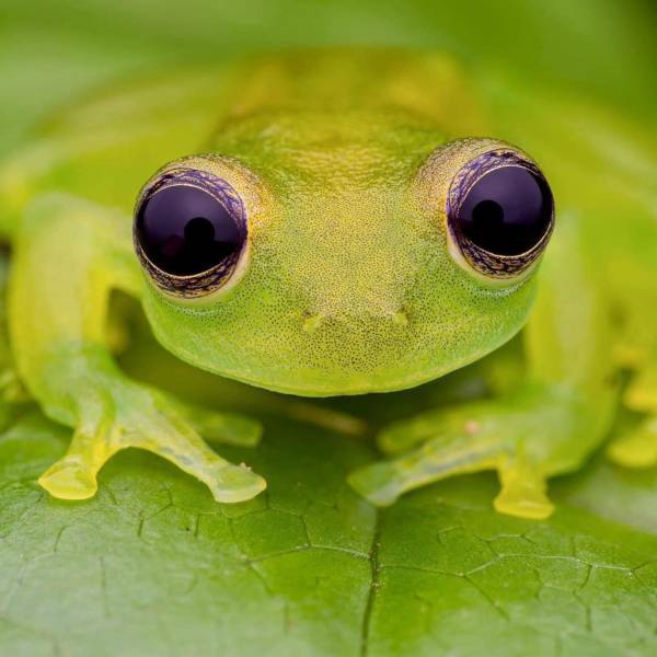 fantastic photos - tree frog