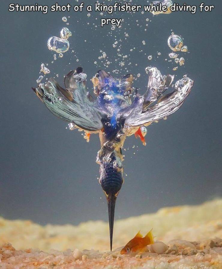 fantastic photos - a Stunning shot of a kingfisher while diving for prey Gusanto San