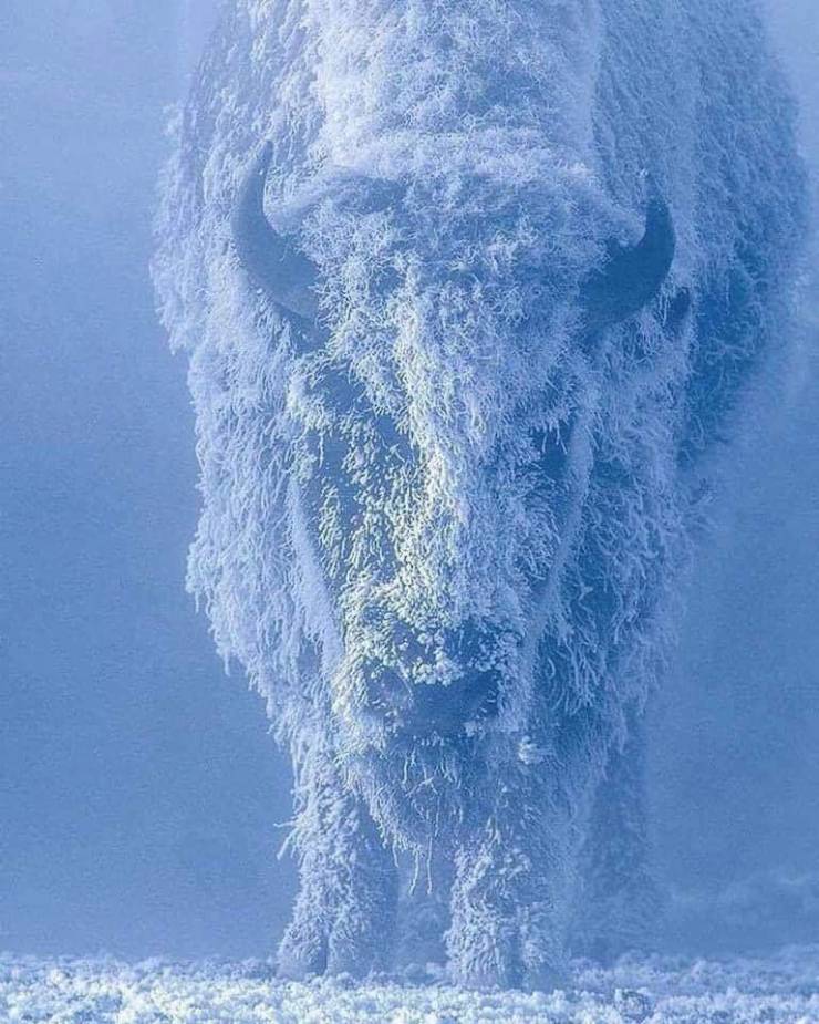 fantastic photos - tom murphy bizon