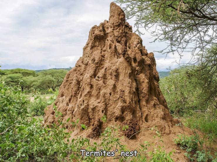 funny photos - cool pics - termite hill - Termites nest