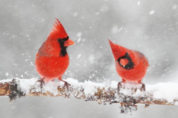 funny photos - cool pics - cardinal in snow