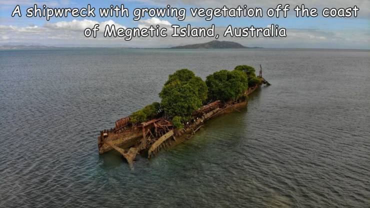 funny photos - cool pics - water transportation - A shipwreck with growing vegetation off the coast of Megnetic Island, Australia