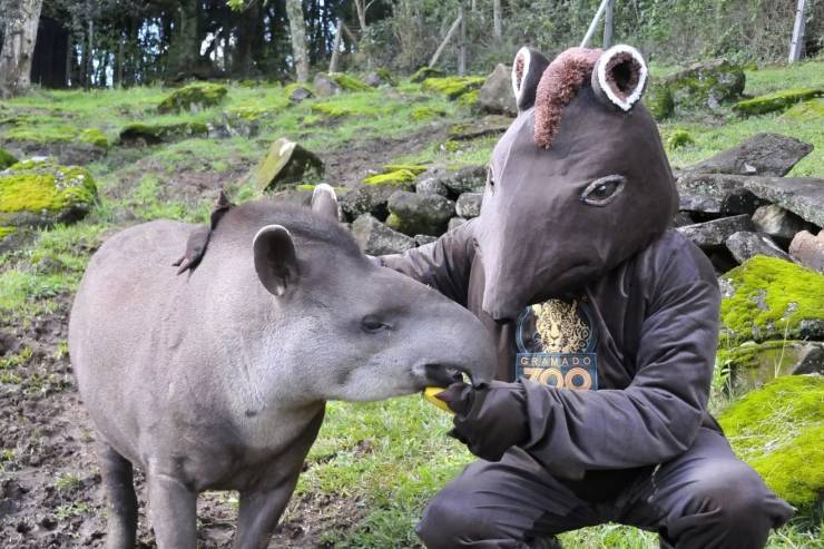 cool random pics - tapir meme