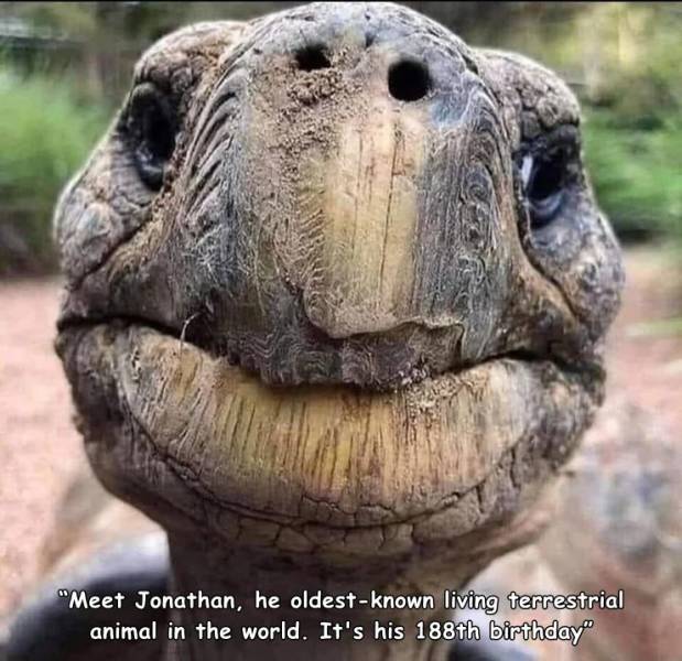 cool random pics - grandpa turtle - "Meet Jonathan, he oldestknown living terrestrial animal in the world. It's his 188th birthday