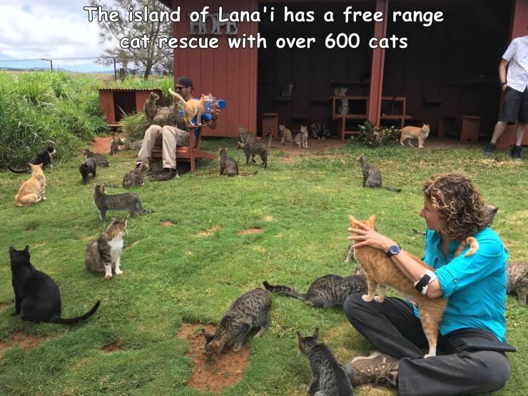 cool random pics - pet - The island of Lana'i has a free range . cat rescue with over 600 cats