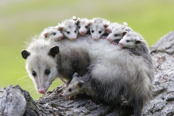cool random pics - opossum animal - Ro
