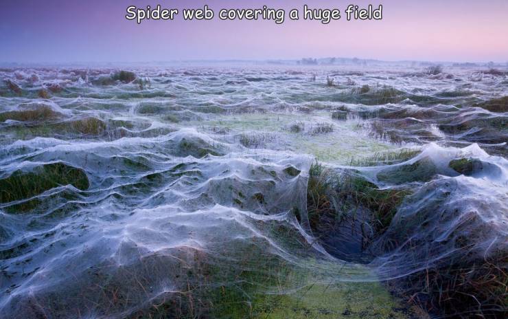 random photos - Spider web covering a huge field