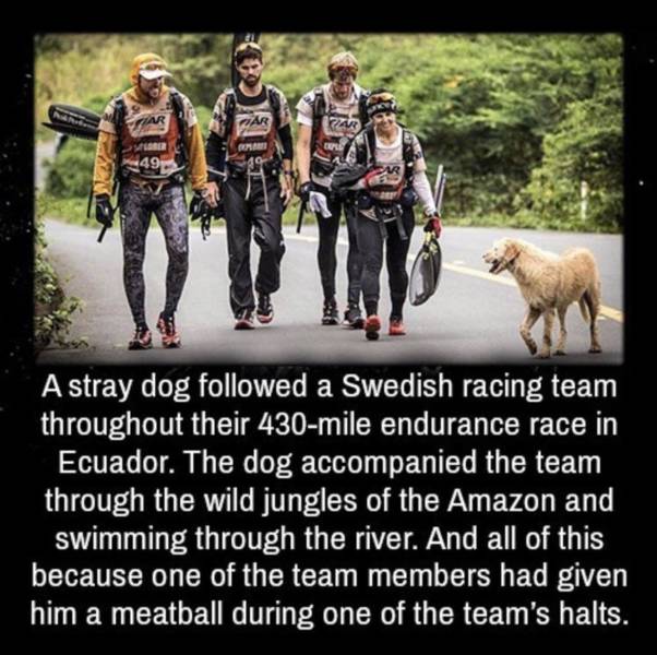 random photos - dog followed them because of a meatball - R Dar Er Re 49 A stray dog ed a Swedish racing team throughout their 430mile endurance race in Ecuador. The dog accompanied the team through the wild jungles of the Amazon and swimming through the 