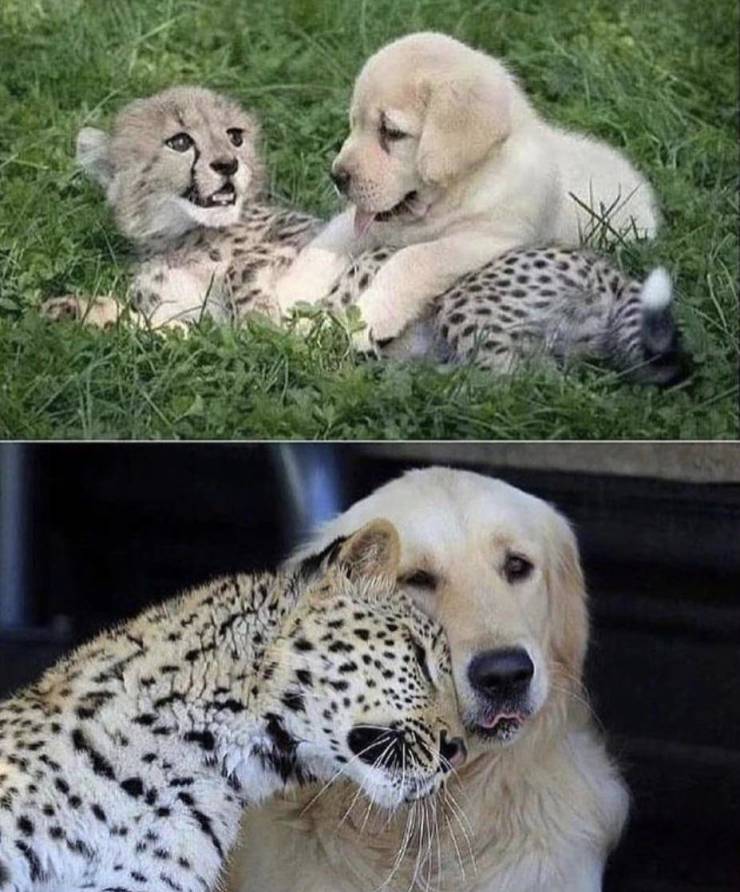 random photos - cheetah cub with puppy