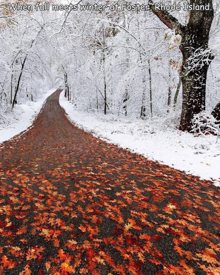 random photos - tree - When fall meets winter at Fosters, Rhode Island.