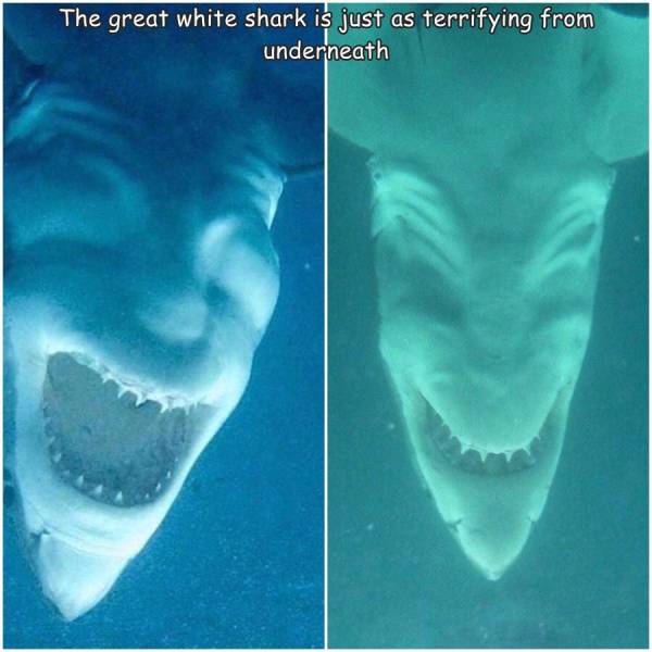 random photos - shark upside down - The great white shark is just as terrifying from underneath