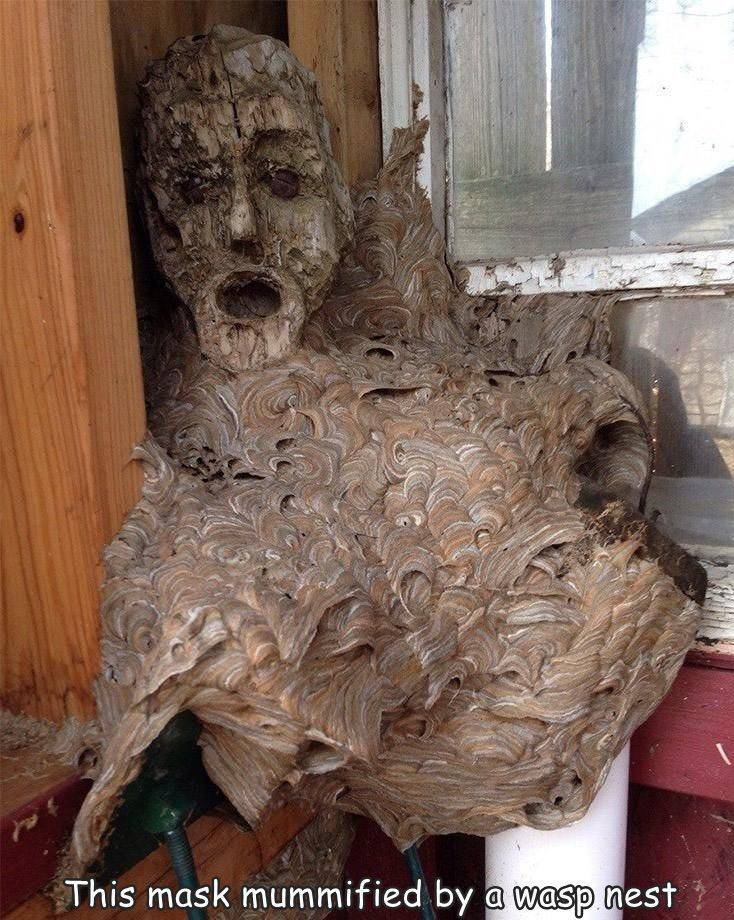 random photos - scp bone hive - This mask mummified by a wasp nest