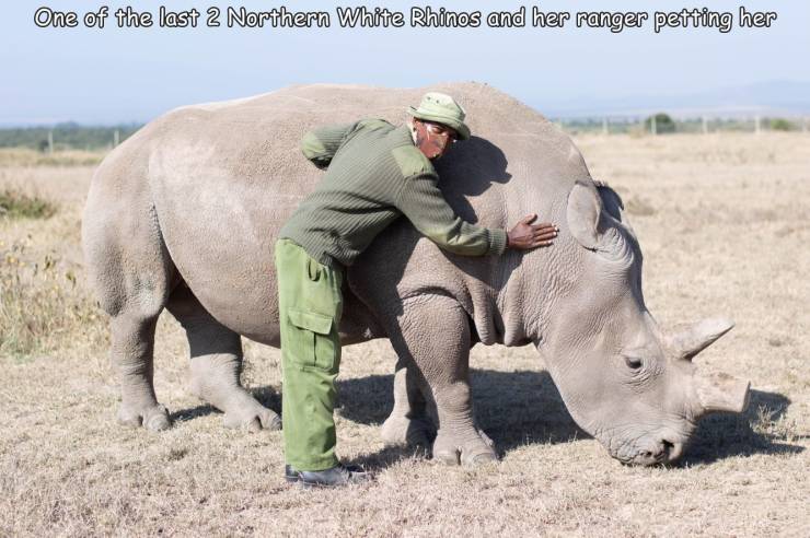 fun randoms - funny photos - rhinoceros - One of the last 2 Northern White Rhinos and her ranger petting her