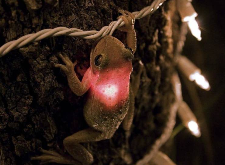 fun randoms - funny photos - frog swallowed christmas light
