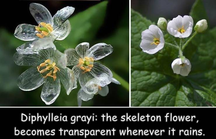 fun randoms - funny photos - skeleton flowers - Diphylleia grayi the skeleton flower, becomes transparent whenever it rains.