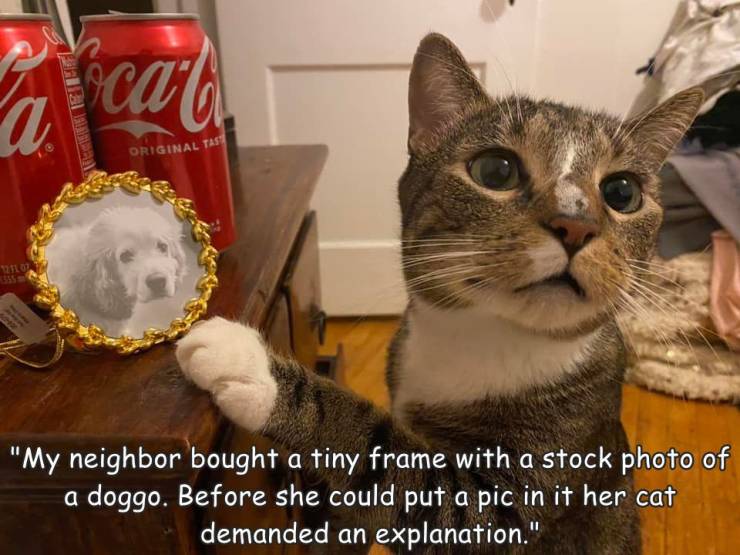 fun randoms - funny photos - photo caption - ba a Original Tast 2110 "My neighbor bought a tiny frame with a stock photo of a doggo. Before she could put a pic in it her cat demanded an explanation."