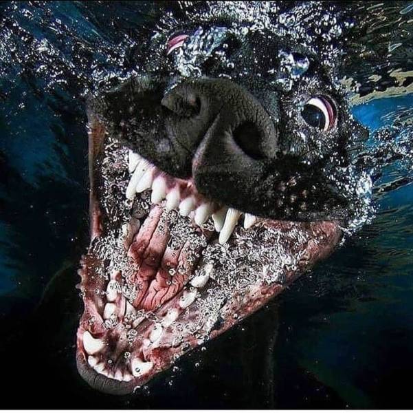 fun randoms - funny photos - dogs underwater