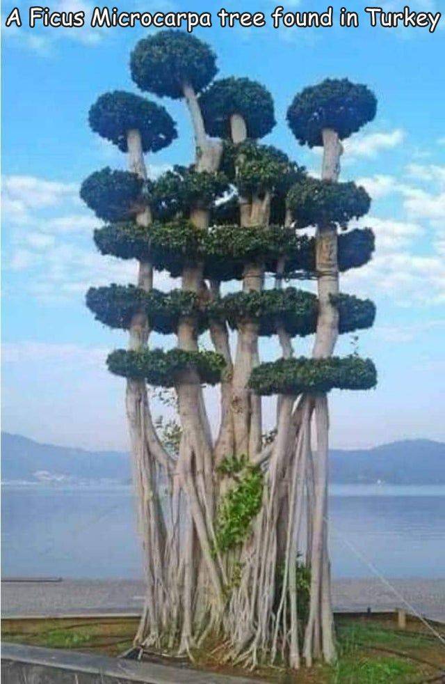 fun randoms - funny photos - A Ficus Microcarpa tree found in Turkey