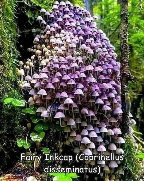 fun randoms - fairy inkcap - Fairy Inkcap Coprinellus disseminatus