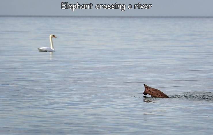 fun randoms - fauna - Elephant crossing a river