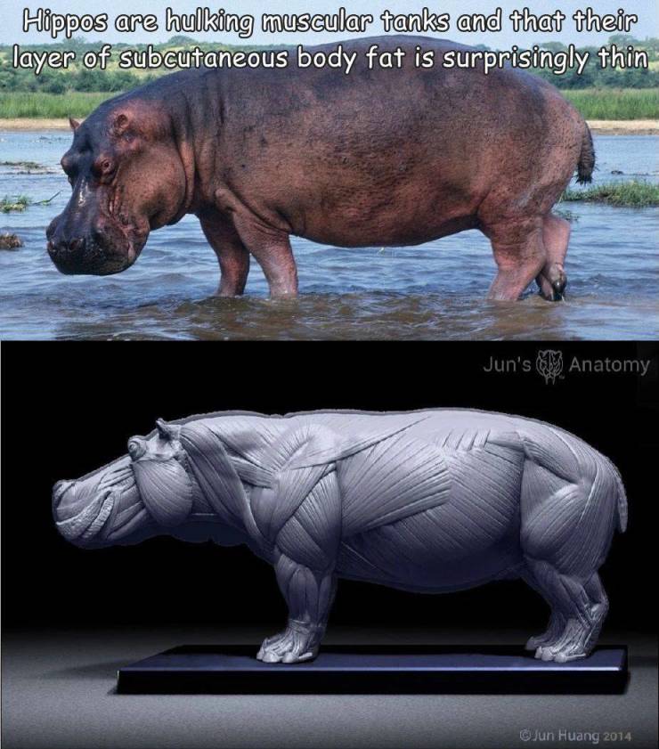 fun randoms - hippopotamus muscles - Hippos are hulking muscular tanks and that their layer of subcutaneous body fat is surprisingly thin Jun's 88% Anatomy Tun Huang 2014