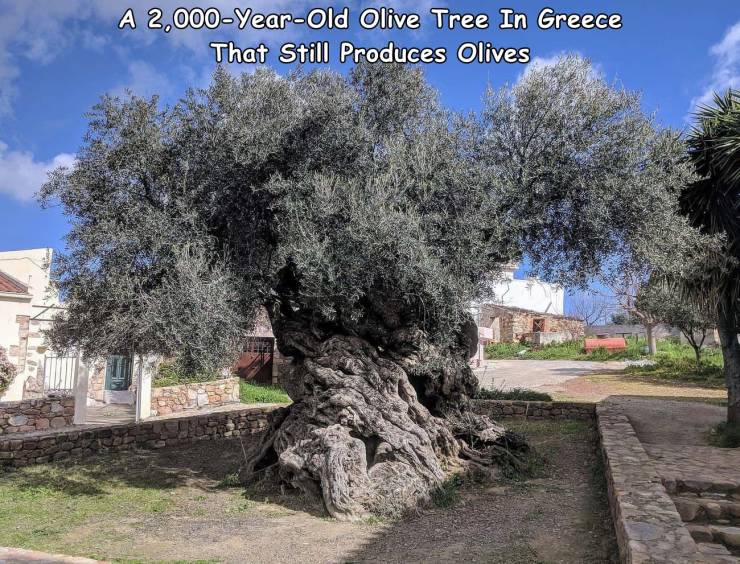 oldest olive tree in the world - A 2,000YearOld Olive Tree In Greece That Still Produces Olives