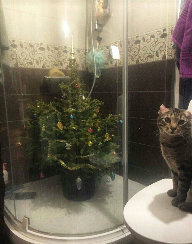 cat proof christmas tree glass