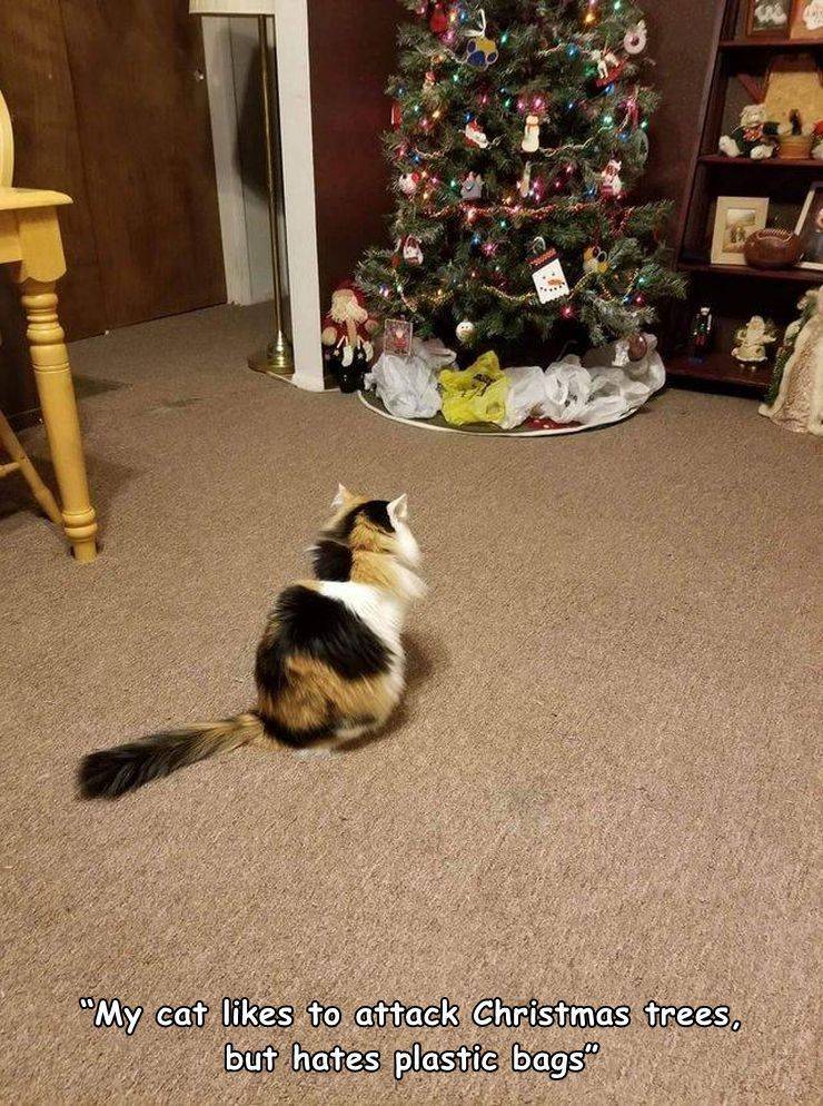 my cat loves the christmas tree but hates plastic bags - My cat to attack Christmas trees, but hates plastic bags