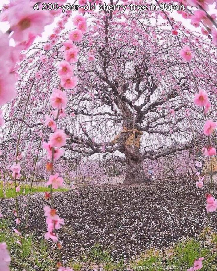 fun pics - unique sceneries - A 200yearold cherry tree in Japan spersio 16 Phoseoru
