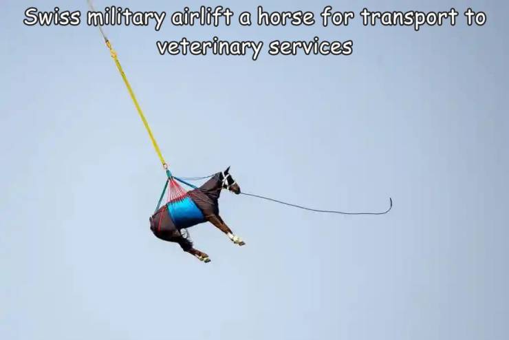 extreme sport - Swiss military airlift a horse for transport to veterinary services