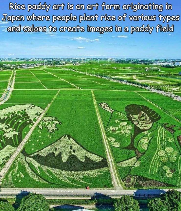 kodai hasu no sato (ancient lotuses park) - Rice paddy art is an art form originating in Japan where people plant rice of various types and colors to create images in a paddy field 7 Ogg God So