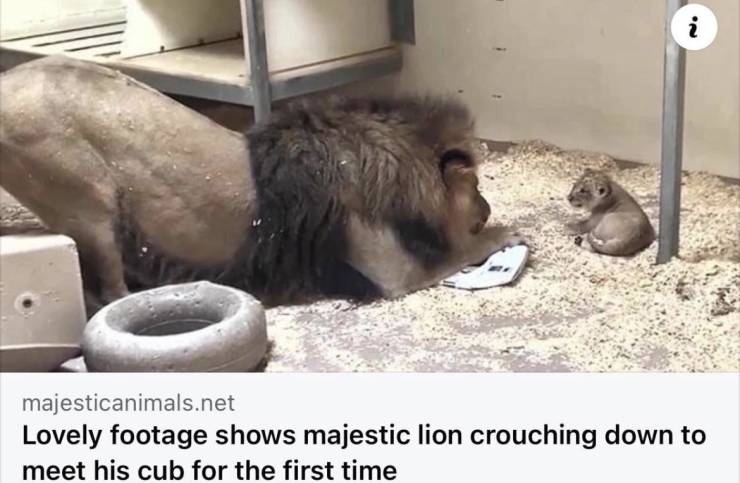 fun randoms - lovely footage shows majestic lion crouching down - i majesticanimals.net Lovely footage shows majestic lion crouching down to meet his cub for the first time